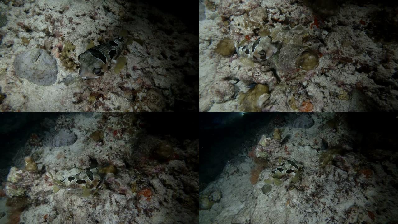 黑斑点猪斑鱼-diodo liturosus，夜间潜水，印度洋，马尔代夫，亚洲