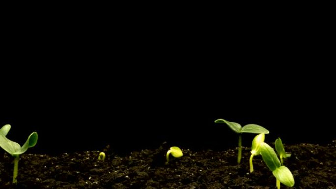 生长绿色黄瓜植株时间流逝。延时种子生长，特写自然农业芽。蔬菜从地上发芽。宏