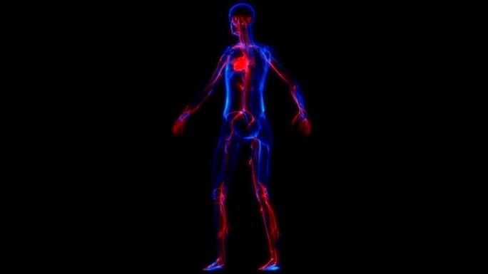 人体心脏内部器官循环系统解剖x射线3D渲染