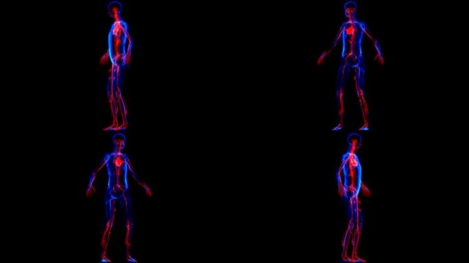 人体心脏内部器官循环系统解剖x射线3D渲染