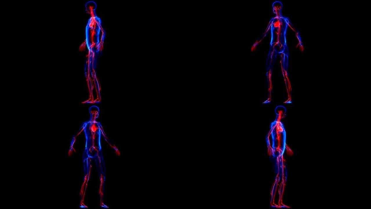 人体心脏内部器官循环系统解剖x射线3D渲染