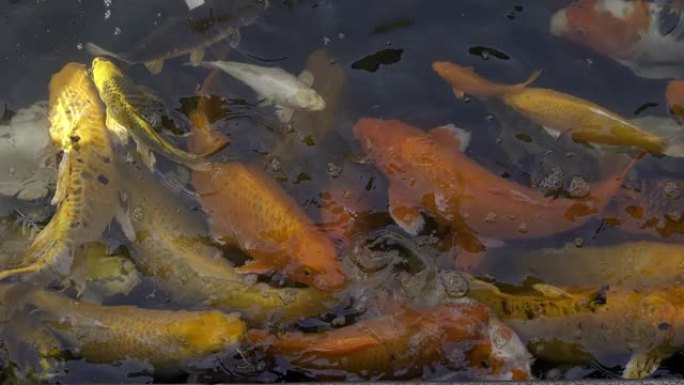 锦鲤鱼或鲤鱼在清澈的池塘里游泳