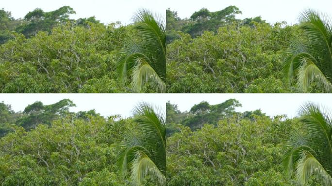 伪装好的鹦鹉和其他鸟类栖息在热带树上