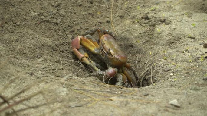 螃蟹藏在洞里