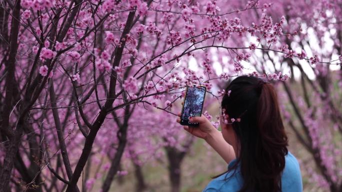 女子用手机拍摄梅花美景