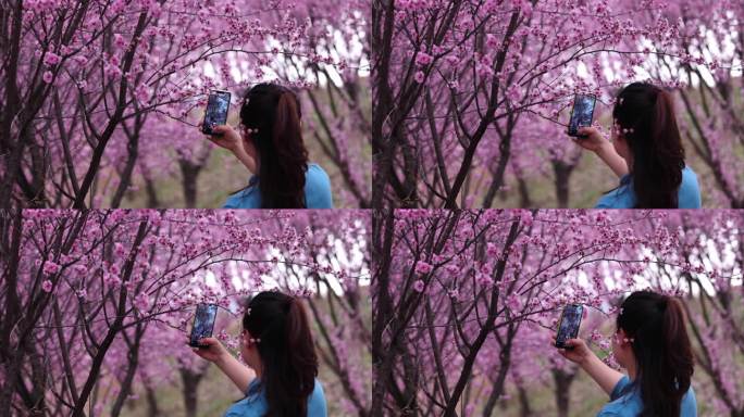 女子用手机拍摄梅花美景