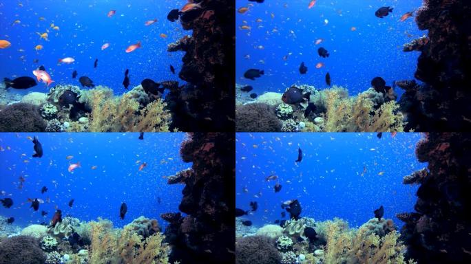 热带珊瑚花园鱼热带珊瑚