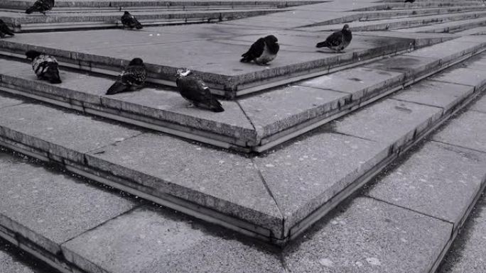 城市中的鸽子群