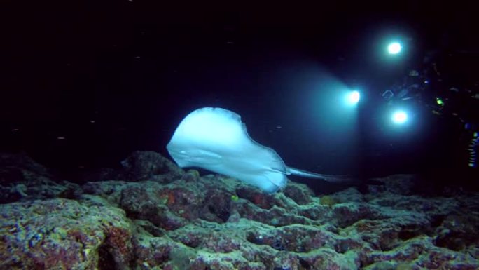 潜水员在夜间拍摄圆肋尾射线在珊瑚礁上游泳