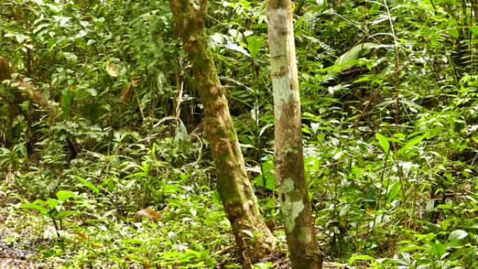 巴拿马的小型身份不明的哺乳动物迅速在丛林中奔跑