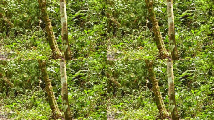 巴拿马的小型身份不明的哺乳动物迅速在丛林中奔跑