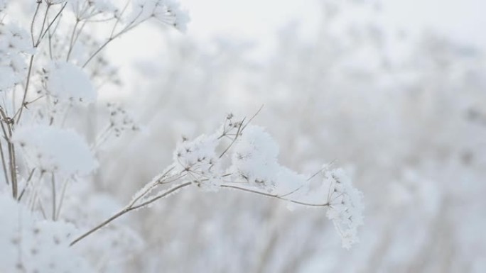 美丽的冬季风景。一片片冷雪躺在田间的植物上。