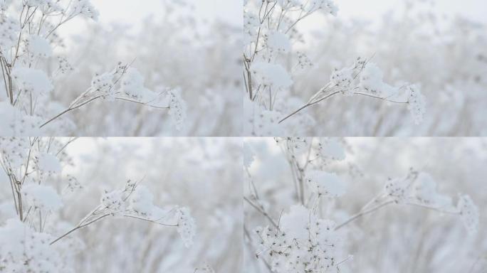 美丽的冬季风景。一片片冷雪躺在田间的植物上。