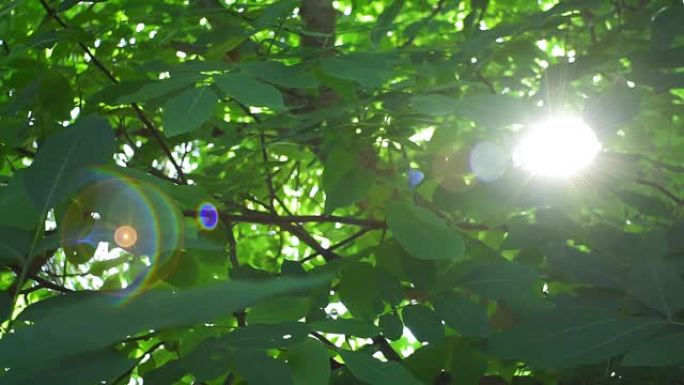 核桃树在阳光明媚的日子里，阳光透过树枝，镜片刺眼。有机坚果，生长植物。夏天的背景，花园里美丽的树