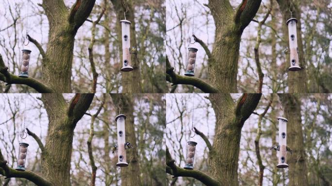 从树上觅食的鸟自动小鸟投喂保护自动小鸟