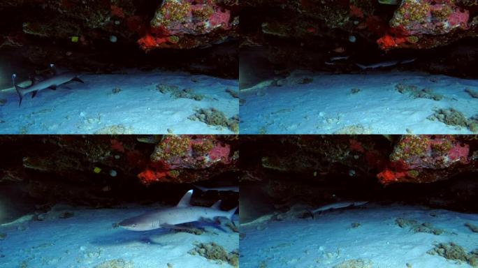 两只年轻的白鳍礁鲨-三叶齿鲨在珊瑚檐口下游泳，印度洋，马尔代夫，亚洲