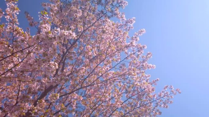樱桃花日本国花日本国树