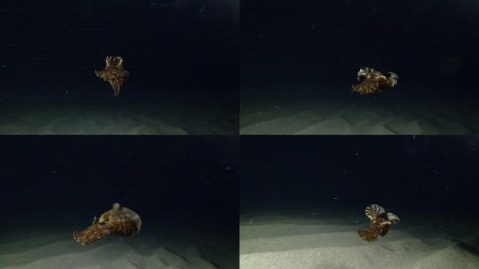 海兔在夜间迅速游到水面下。裸枝或海参斑驳的海参或乌黑的海参 (Aplysia fasciata)。水