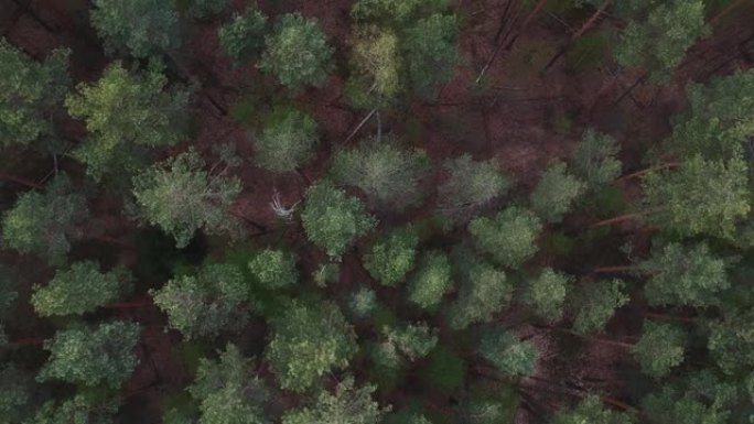 鸟瞰图: 秋天飞越大片松树林