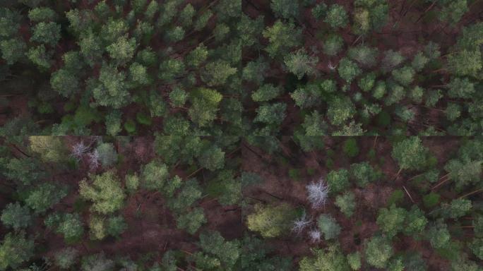 鸟瞰图: 秋天飞越大片松树林