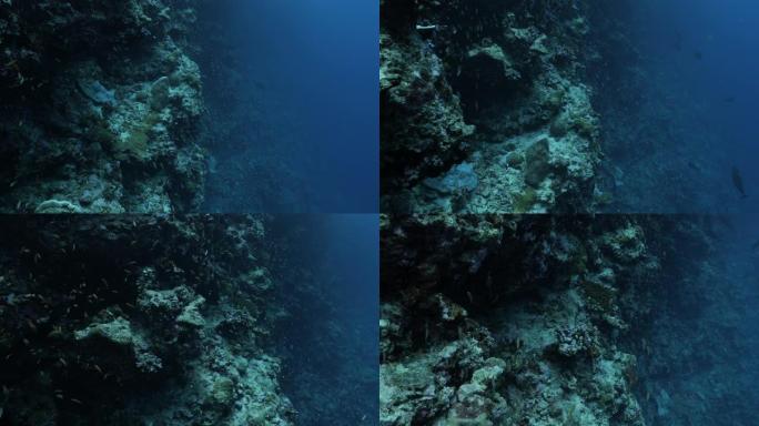 马尔代夫海底珊瑚礁的anthias鱼和独家鱼学校