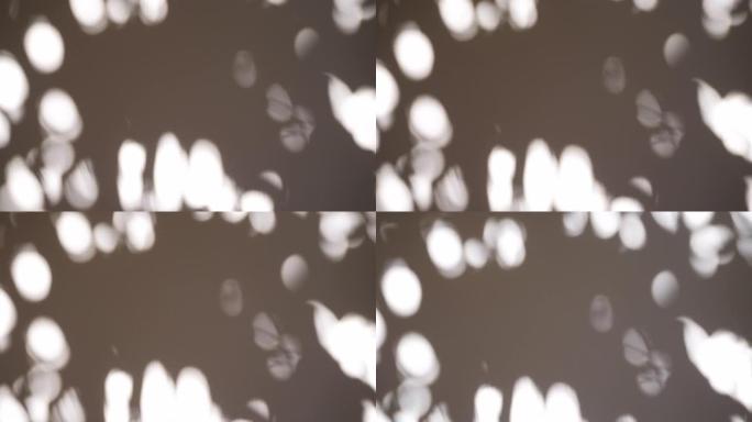清晨阳光照在白色墙壁上的叶子的抽象阴影，ProRes中的4k视频3840x2160。墙上的叶子阴影