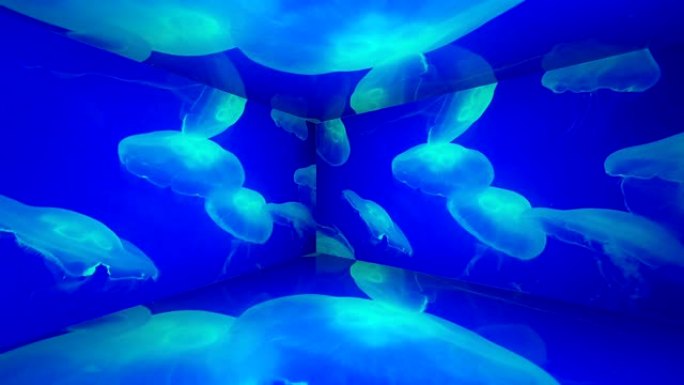 观看水母在3D水族馆中游泳