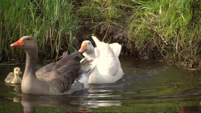 Goslings descend into the river. You know spring i