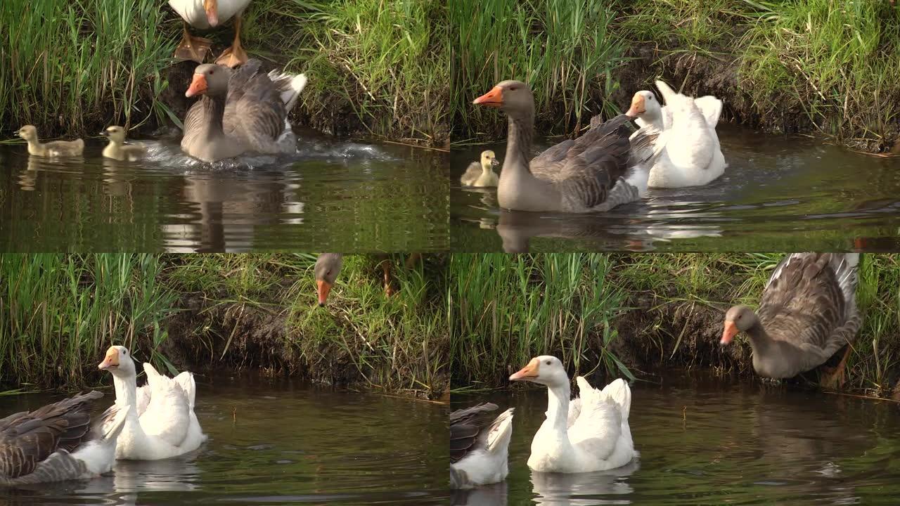 Goslings descend into the river. You know spring i