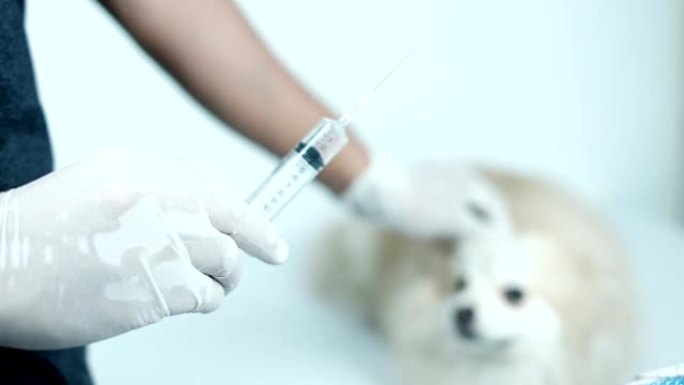 兽医注射注射器治疗患病动物的疫苗接种概念。医疗保健、医院和医疗诊断。