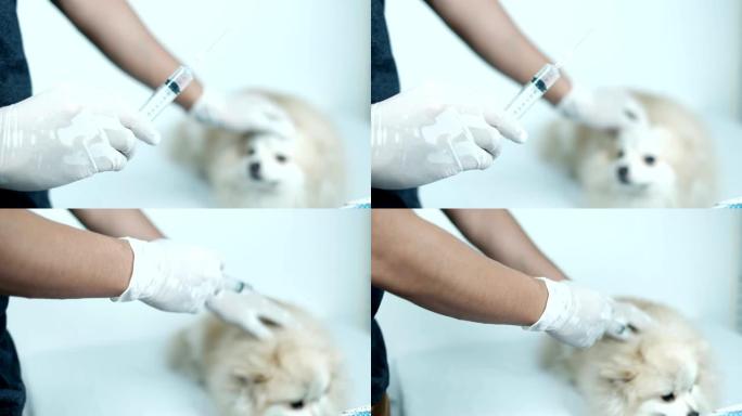 兽医注射注射器治疗患病动物的疫苗接种概念。医疗保健、医院和医疗诊断。