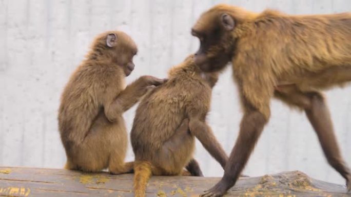 心脏出血猴的特写濒危物种南美洲觅食