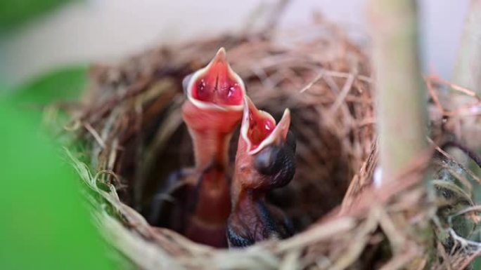 新生的鸟在巢里等待妈妈进食。幼鸟张开嘴，在树上摇晃。孩子饿了，需要一些食物