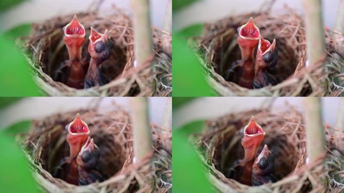 新生的鸟在巢里等待妈妈进食。幼鸟张开嘴，在树上摇晃。孩子饿了，需要一些食物