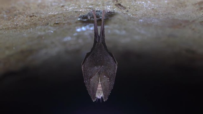 关闭被翅膀覆盖的小型睡眠马蹄蝙蝠，在冬眠时倒挂在寒冷的天然岩石洞穴顶部。创意野生动物