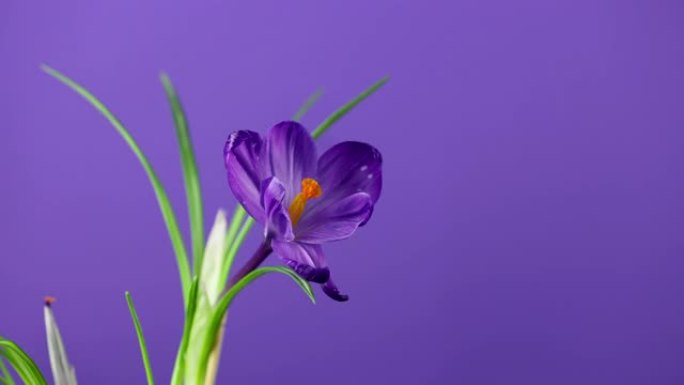 明亮的蓝色或紫罗兰色紫丁香番红花或藏红花在紫色或紫罗兰色背景上的时间流逝。