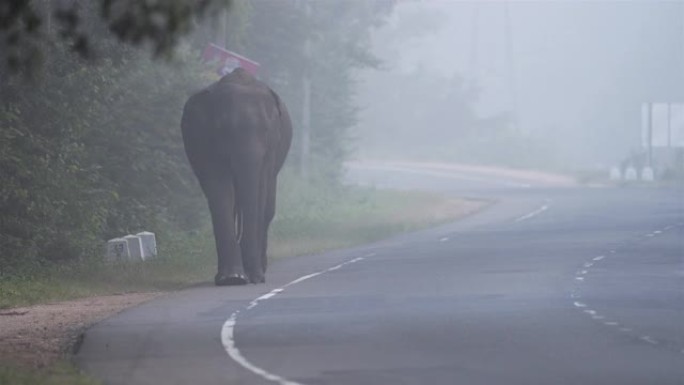 斯里兰卡交通中的野象