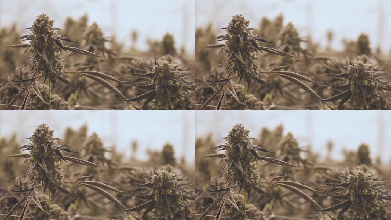 大麻植物种植医用大麻农场复制空间背景