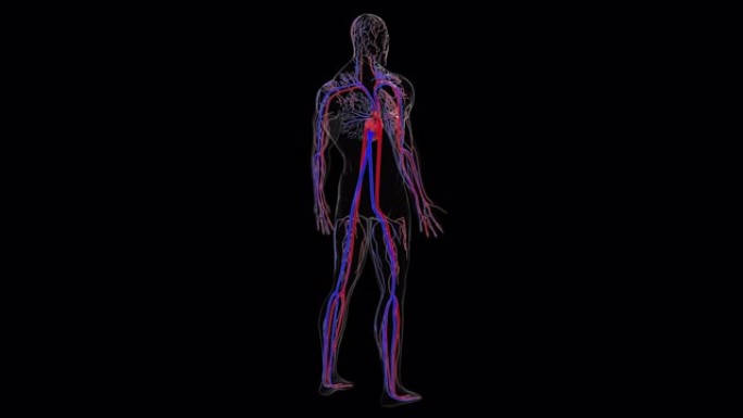 从头到脚的人体循环系统解剖，计算机生成。3d渲染血管。科学背景