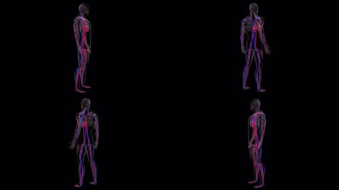 从头到脚的人体循环系统解剖，计算机生成。3d渲染血管。科学背景