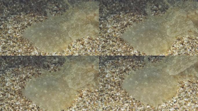 沙质海底半透明特提斯海蛞蝓或特提斯裸鳃 (特提斯fimbria) 的特写肖像。地中海，希腊