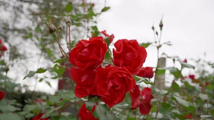 秋天的红玫瑰在我的妈妈花园里，随风飘扬。