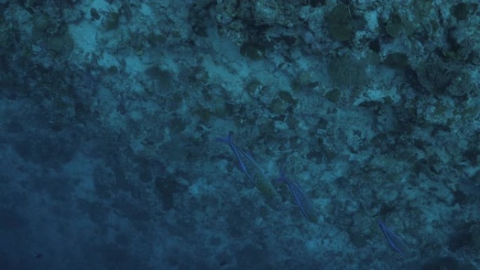 蓝鳍金枪鱼在海底礁石上巡航
