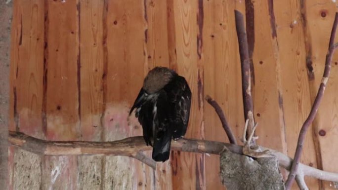 一只黑鹰或鹰坐在动物园的树枝上清理羽毛。一种主要捕食鱼类和水禽的大型猛禽