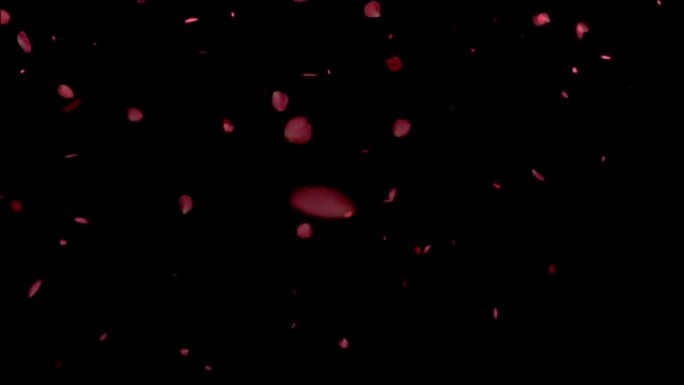 掉落粉红色花瓣的动画。阿尔法频道。60FPS