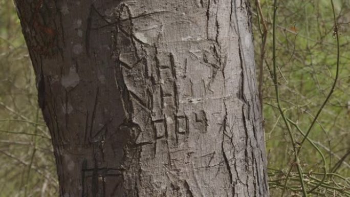 用年份雕刻成树的名字