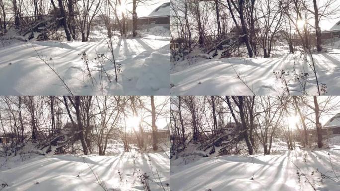 树枝在雪中阳光明媚的冬日