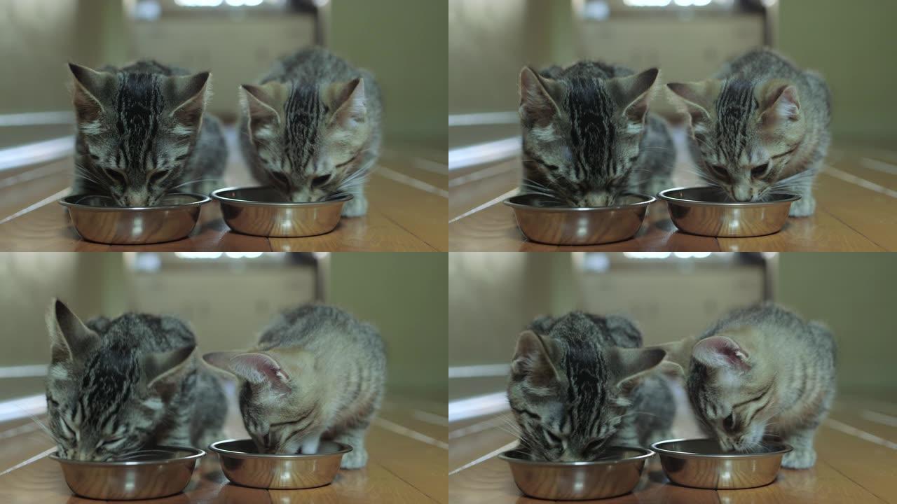 两只可爱的家养短毛猫猫在银盘里吃湿食物