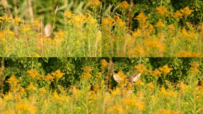 放大拍摄自然场景，鹿在高大的黄色花朵中觅食