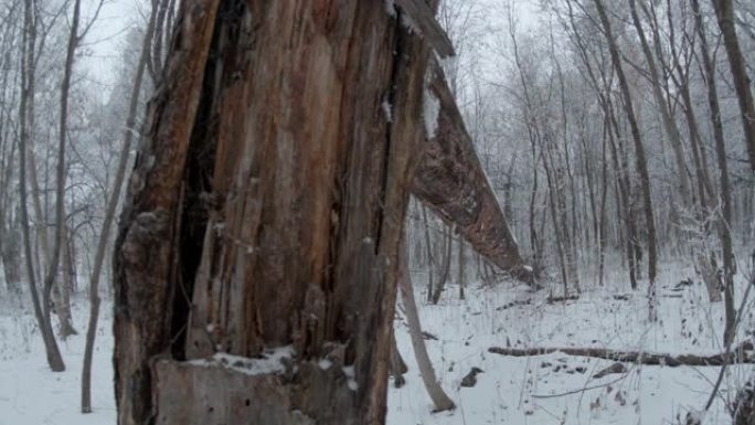长断树干视频素材林间小径野生动物